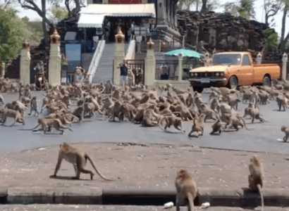 VIDEO: Hungry monkeys fight for food in streets of Thailand as tourism plummets | Secret Flying