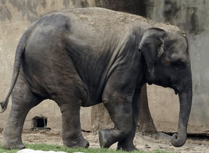 Elephant welfare concerns deepen as Thai camps run out of money | Secret Flying