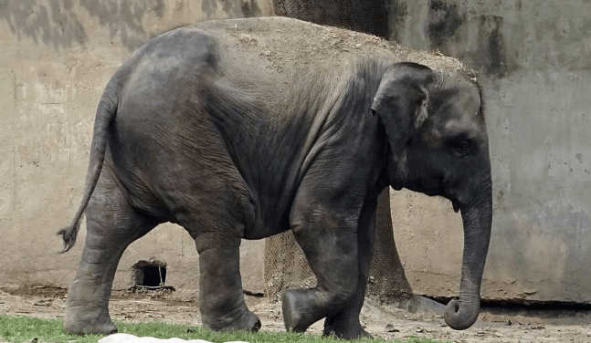 Elephant welfare concerns deepen as Thai camps run out of money | Secret Flying