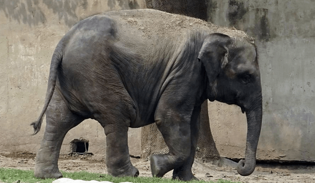 Elephant welfare concerns deepen as Thai camps run out of money | Secret Flying Elephant welfare concerns deepen as Thai camps run out of money | Secret Flying