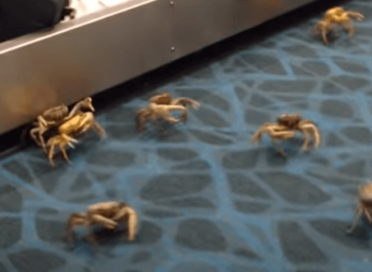 VIDEO: Crabs take over airport baggage reclaim in the Bahamas | Secret Flying