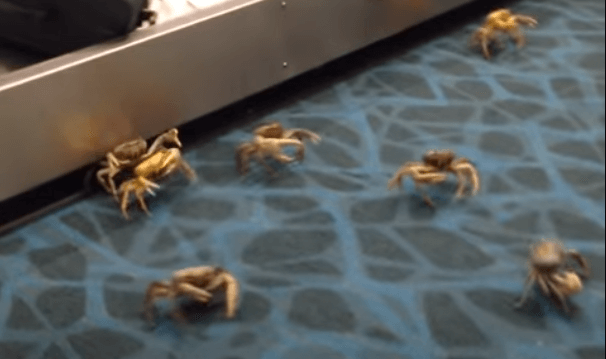 VIDEO: Crabs take over airport baggage reclaim in the Bahamas | Secret Flying VIDEO: Crabs take over airport baggage reclaim in the Bahamas | Secret Flying