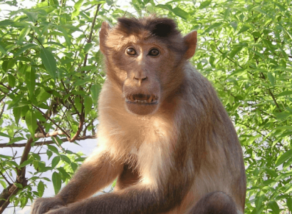 Monkeys in India steal Covid-19 blood samples from laboratory | Secret Flying