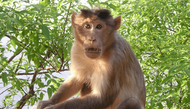 Monkeys in India steal Covid-19 blood samples from laboratory | Secret Flying Monkeys in India steal Covid-19 blood samples from laboratory | Secret Flying