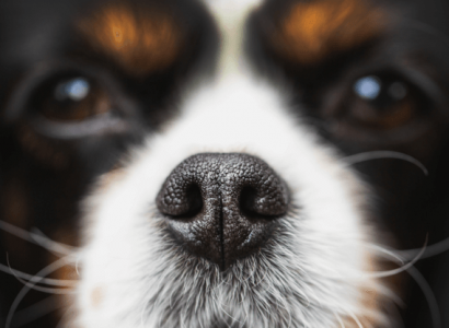 Dogs are sniffing passengers for Covid-19 at Helsinki Airport with ‘close to 100% accuracy’ | Secret Flying
