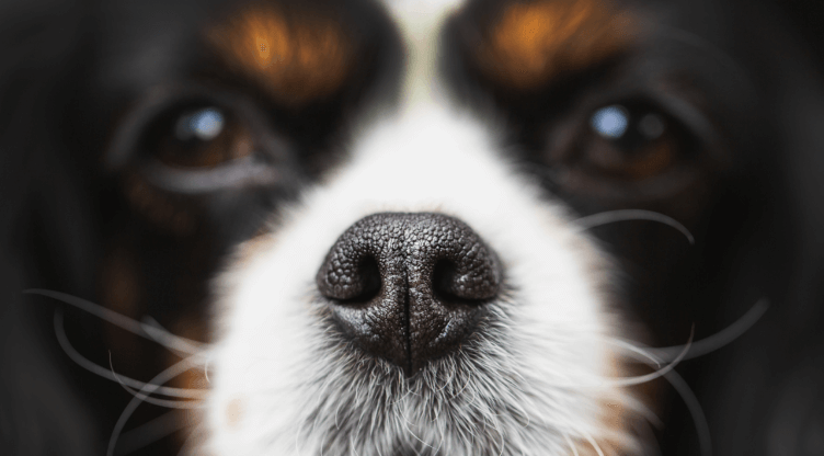 Dogs are sniffing passengers for Covid-19 at Helsinki Airport with ‘close to 100% accuracy’