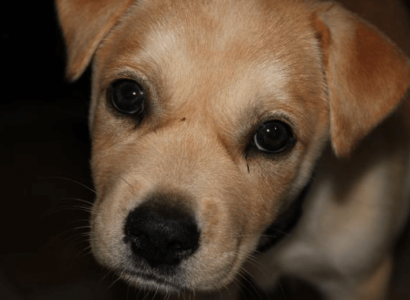 Chinese meat-trade dogs flown to US airports to meet their new owners | Secret Flying
