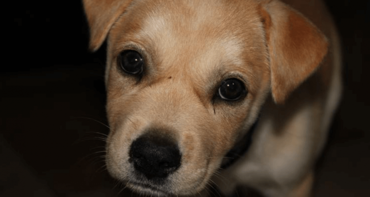 Chinese meat-trade dogs flown to US airports to meet their new owners | Secret Flying Chinese meat-trade dogs flown to US airports to meet their new owners | Secret Flying