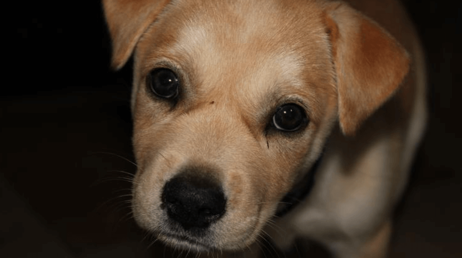 Chinese meat-trade dogs flown to US airports to meet their new owners