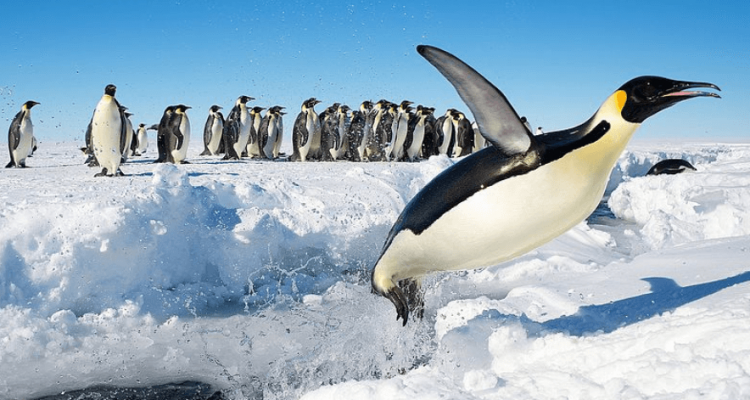 Australia criticised for Antarctica airport plan | Secret Flying Australia criticised for Antarctica airport plan | Secret Flying