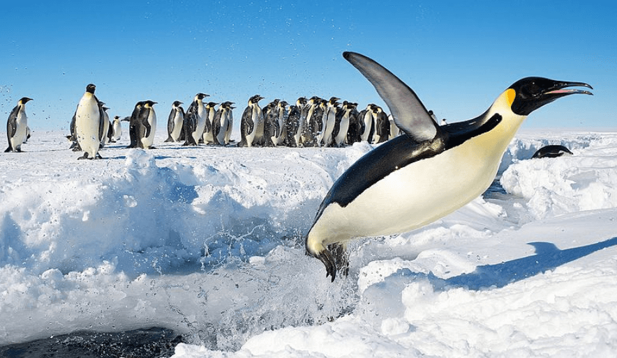 Australia criticised for Antarctica airport plan