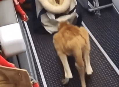 Baby kangaroo filmed hopping down aisle of American Airlines flight | Secret Flying