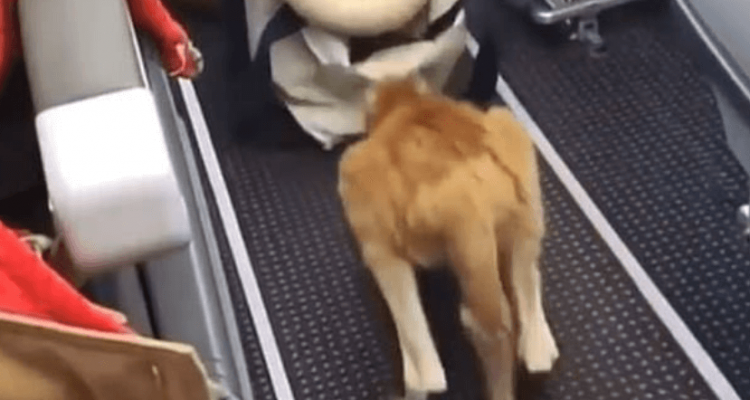 Baby kangaroo filmed hopping down aisle of American Airlines flight | Secret Flying Baby kangaroo filmed hopping down aisle of American Airlines flight | Secret Flying