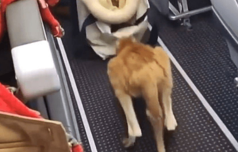 Baby kangaroo filmed hopping down aisle of American Airlines flight