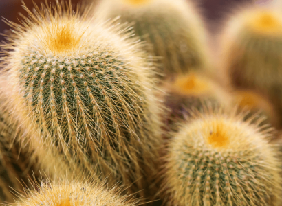 Woman sentenced after smuggling 1,000 cacti strapped to her body from China | Secret Flying
