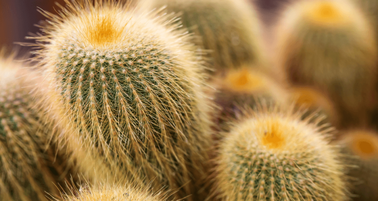 Woman sentenced after smuggling 1,000 cacti strapped to her body from China | Secret Flying