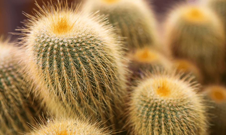 Woman sentenced after smuggling 1,000 cacti strapped to her body from China