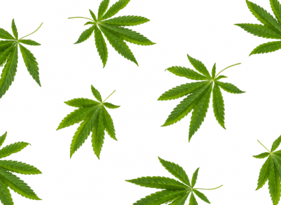 Tourists face permanent ban from Amsterdam’s cannabis cafes | Secret Flying