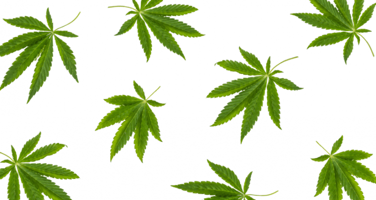 Tourists face permanent ban from Amsterdam’s cannabis cafes | Secret Flying Tourists face permanent ban from Amsterdam’s cannabis cafes | Secret Flying