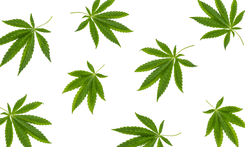 Tourists face permanent ban from Amsterdam’s cannabis cafes