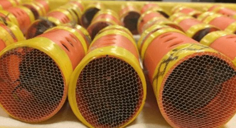 Guyanese man caught at JFK smuggling 40 finches in hair curlers