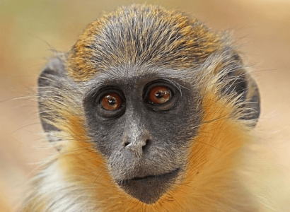 Monkeys found living at Fort Lauderdale airport are linked to 1948 zoo escape | Secret Flying