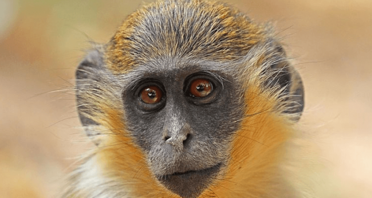Monkeys found living at Fort Lauderdale airport are linked to 1948 zoo escape | Secret Flying