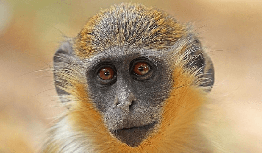 Monkeys found living at Fort Lauderdale airport are linked to 1948 zoo escape