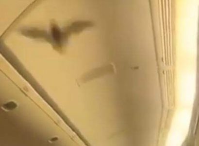 US-bound Air India flight turned back after bat flies through cabin | Secret Flying
