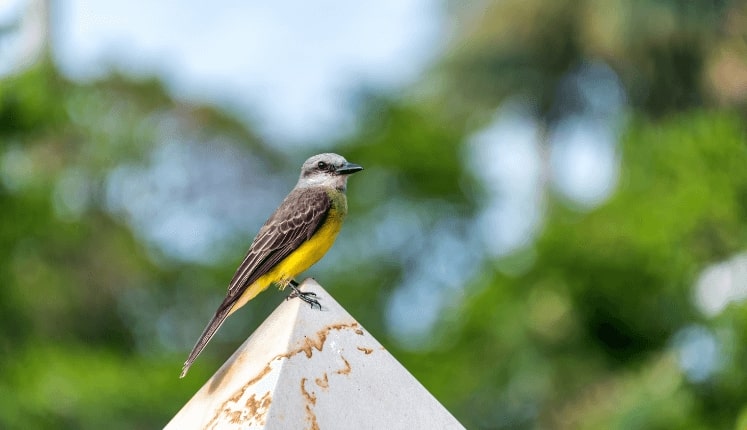 Washington DC to Barranquilla, Colombia for only $315 roundtrip