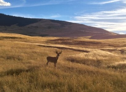 Flight deals from Austin, Texas to Bozeman | Secret Flying