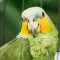 Baltimore to Cali, Colombia for only $326 roundtrip