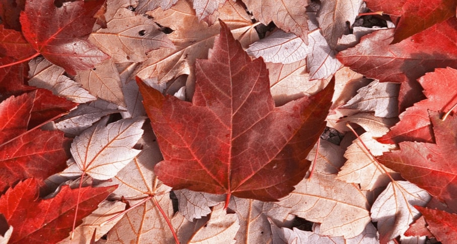 Copenhagen, Denmark to Canadian cities from only €305 roundtrip (Jan-Feb dates)