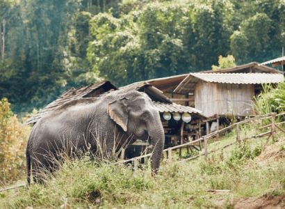 Flight deals from Vienna, Austria to Chiang Mai, Thailand | Secret Flying