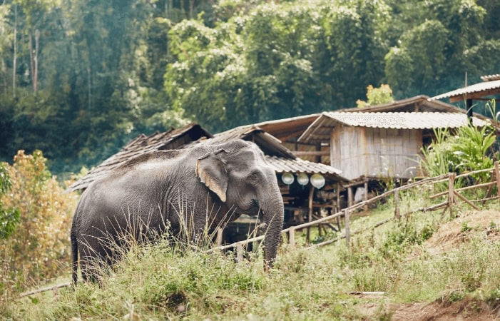 Vienna, Austria to Chiang Mai, Thailand for only €494 roundtrip
