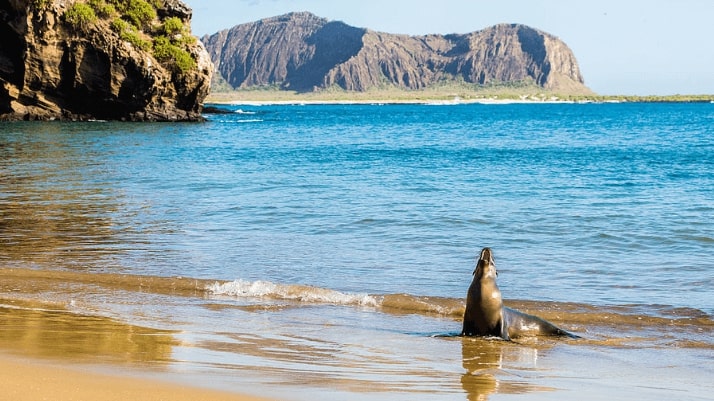 New York to the Galapagos Islands for only $425 roundtrip (Sep-Dec dates)