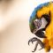 XMAS: Fort Lauderdale to Manaus, Brazil for only $394 roundtrip