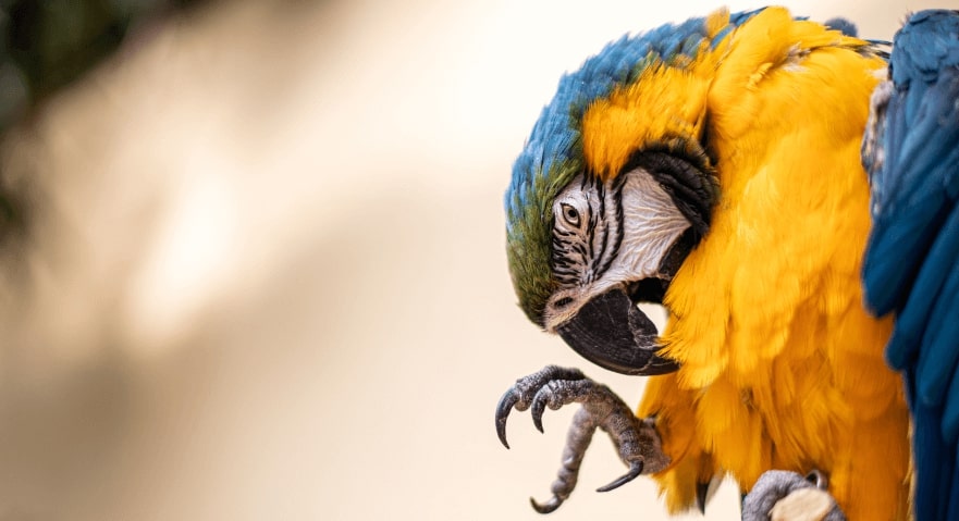 Montreal, Canada to Manaus, Brazil for only $550 CAD roundtrip