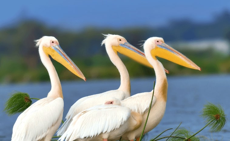 Sao Paulo, Brazil to Sanford, Florida for only $466 USD roundtrip