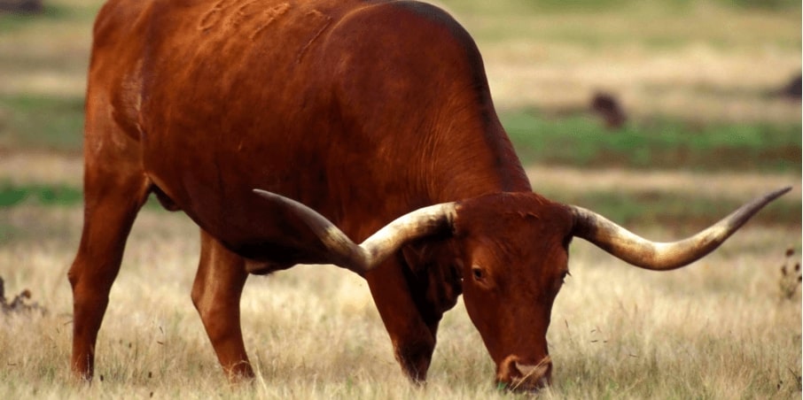 Chicago to Austin, Texas for only $96 roundtrip