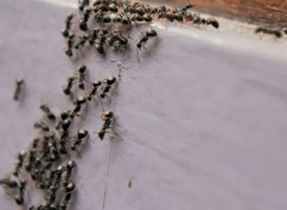 Air India flight bound for London delayed after ant colony found in business class | Secret Flying