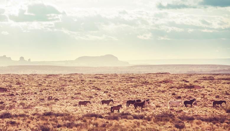 SUMMER: Long Beach, Ca to Reno, Nevada (& vice versa) for only $36 roundtrip