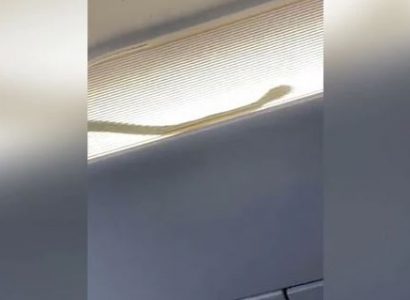 VIDEO: AirAsia flight forced to divert after snake spotted in cabin | Secret Flying