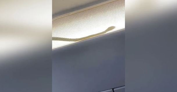 VIDEO: AirAsia flight forced to divert after snake spotted in cabin | Secret Flying VIDEO: AirAsia flight forced to divert after snake spotted in cabin | Secret Flying