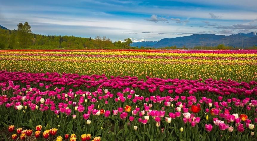Non-stop from Toronto, Canada to Abbotsford for only $147 CAD roundtrip (Mar-Apr dates)