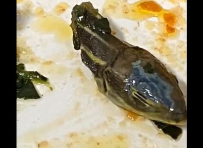Severed snake head found in SunExpress in-flight meal | Secret Flying