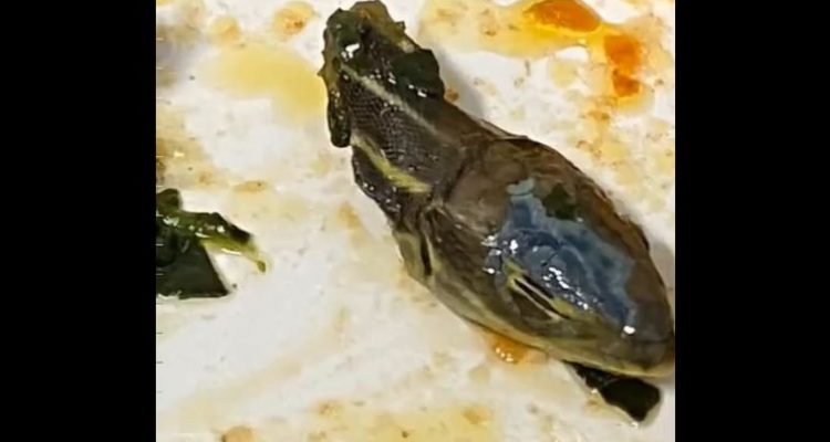 Severed snake head found in SunExpress in-flight meal | Secret Flying Severed snake head found in SunExpress in-flight meal | Secret Flying