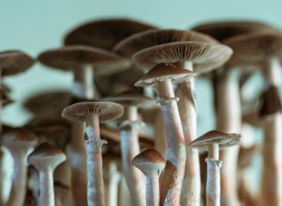 Florida man took magic mushrooms before attacking United flight attendants | Secret Flying