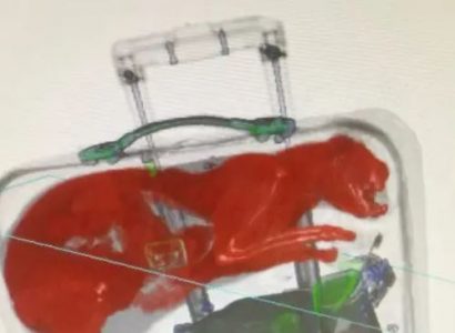 Cat’s out of the bag: TSA finds live cat in luggage at JFK airport | Secret Flying