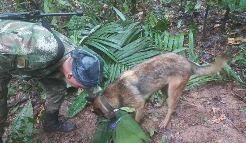 Four children found alive in Amazon jungle 16 days after plane crash